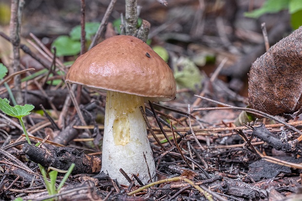 masliak zrnitý Suillus granulatus (L.) Roussel