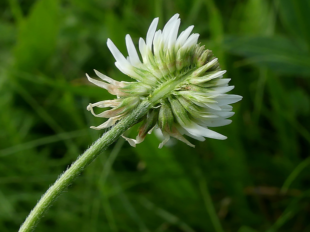 ďatelina horská Trifolium montanum L.