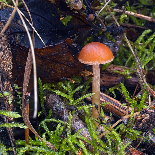 smeťovka zimná Tubaria furfuracea var. furfuracea (Pers.) Gillet