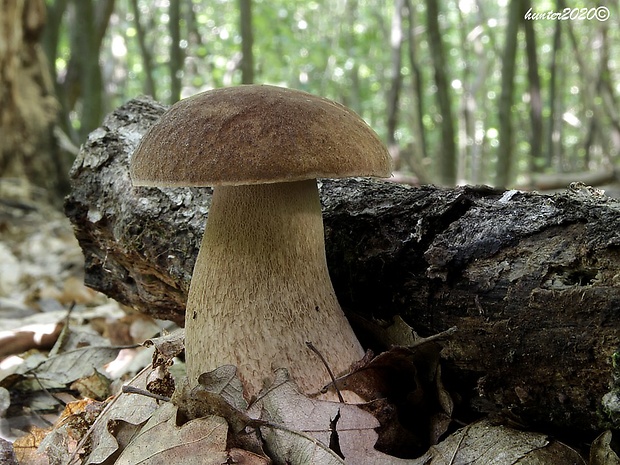 hríb dubový Boletus reticulatus Schaeff.