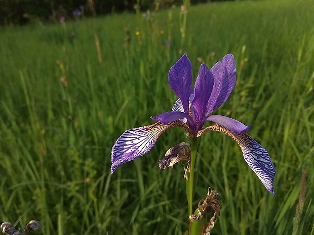 kosatec sibírsky Iris sibirica L.