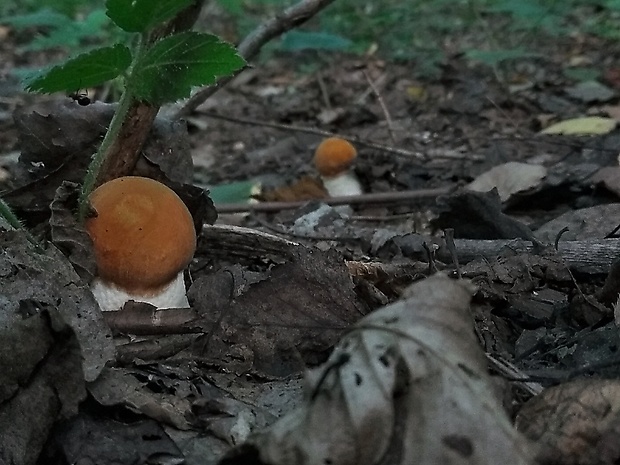 kozák osikový Leccinum albostipitatum den Bakker & Noordel.