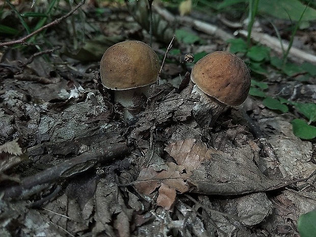 kozák hrabový Leccinum pseudoscabrum (Kallenb.) Šutara