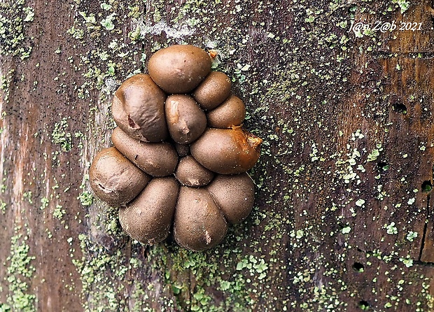 vlčinka Lycogala sp.