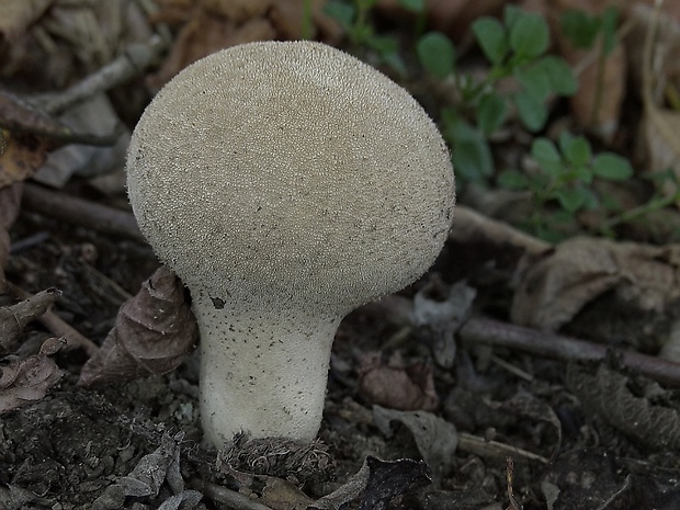 rozpadavec stopkatý Lycoperdon excipuliforme (Scop.) Pers.