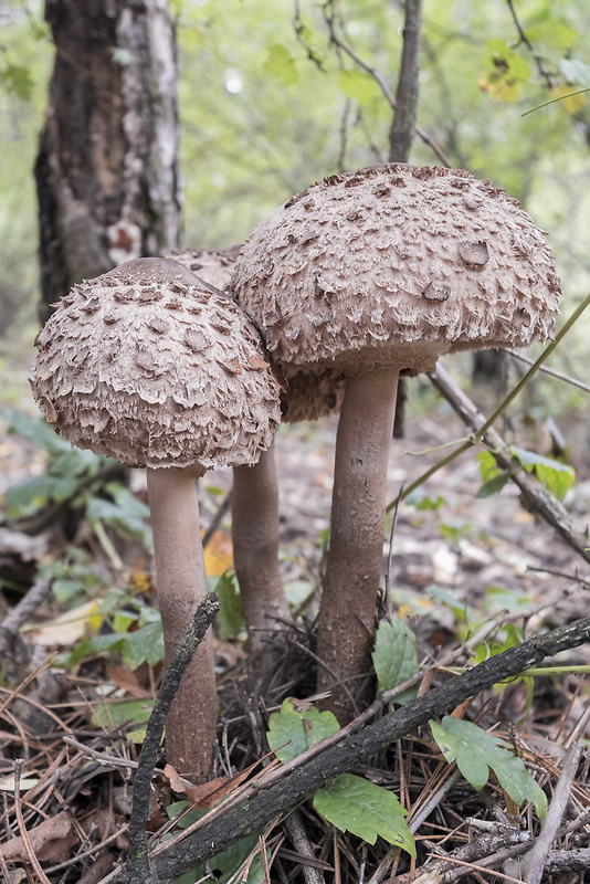 bedľa vysoká Macrolepiota procera (Scop.) Singer