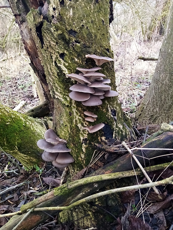 hliva ustricovitá Pleurotus ostreatus (Jacq.) P. Kumm.