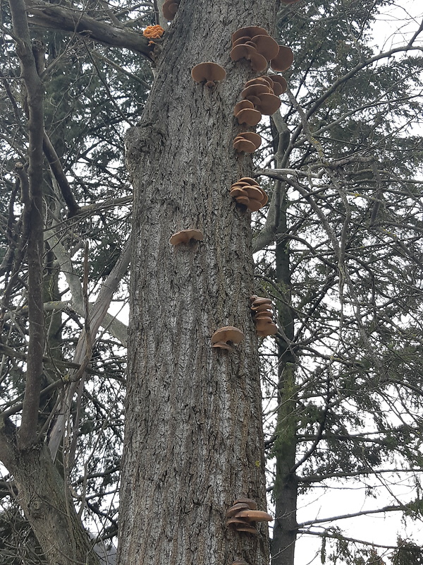 hliva Pleurotus sp.