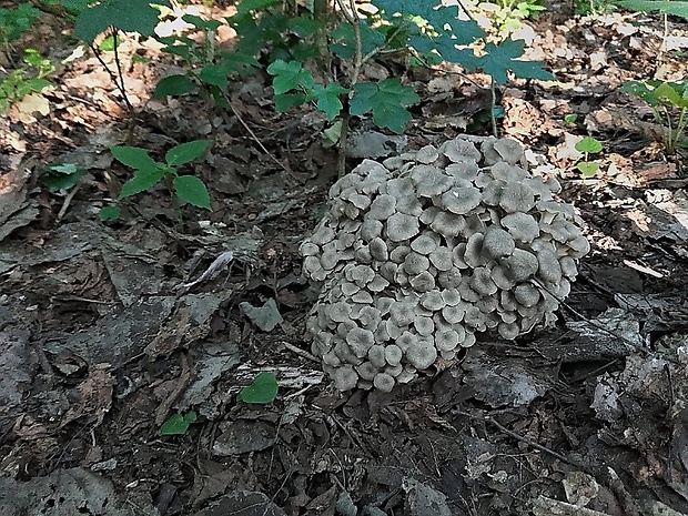 trúdnik klobúčkatý Polyporus umbellatus (Pers.) Fr.