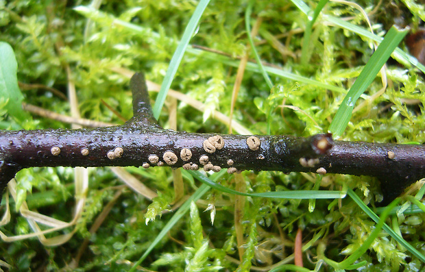 zamatovka olivová Velutarina rufo-olivacea (Alb. & Schwein.) Korf