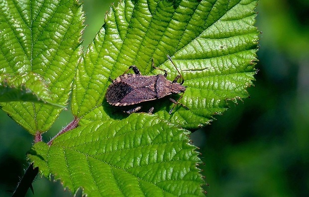 obrubnica (sk) / vroubenka (cz) Ceraleptus gracilicornis (Herrich-Schäffer, 1835)