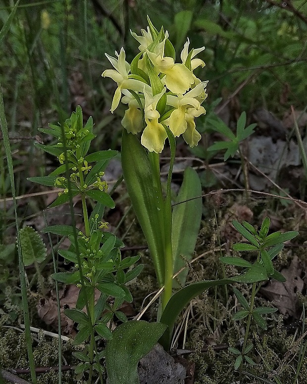 vstavačovec bazový Dactylorhiza sambucina (L.) Soó