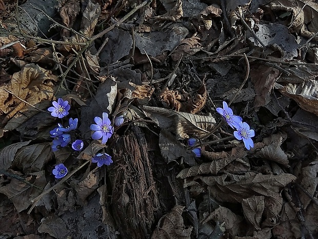 pečeňovník trojlaločný Hepatica nobilis Schreb.