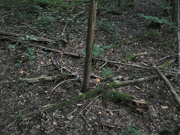 kozák osikový Leccinum albostipitatum den Bakker & Noordel.