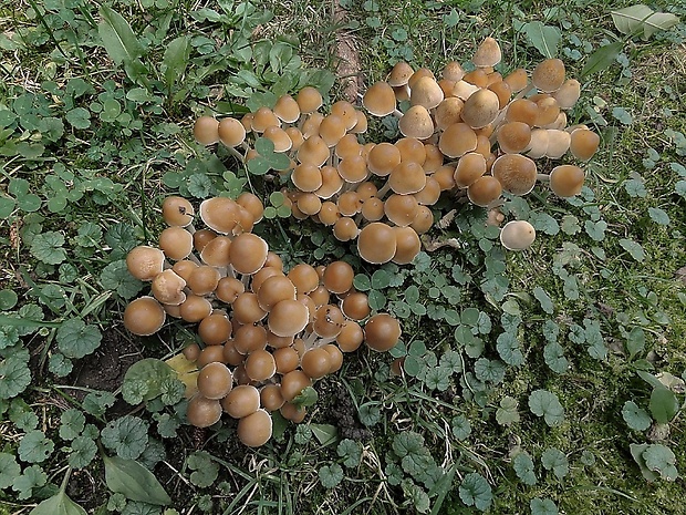 drobuľka trsovitá Psathyrella multipedata (Peck) A.H. Sm.