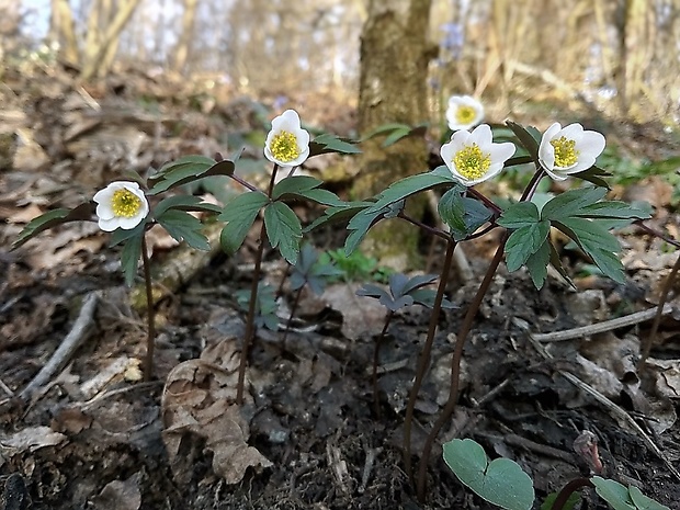 veternica hájna Anemone nemorosa L.