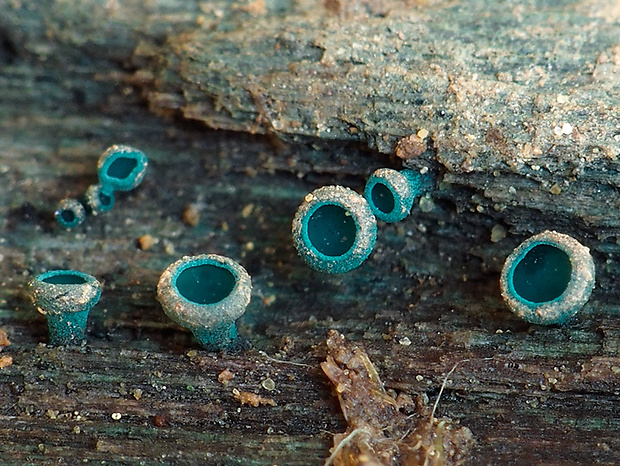 zelenica Chlorociboria sp.