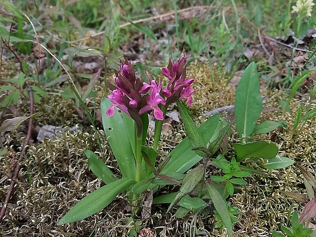 vstavačovec bazový Dactylorhiza sambucina (L.) Soó