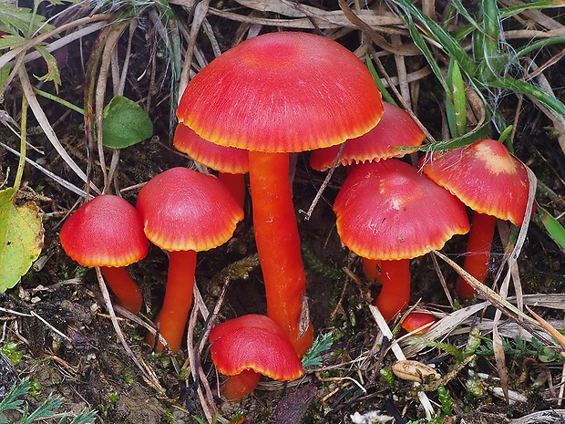 lúčnica šarlátová Hygrocybe coccinea (Schaeff.) P. Kumm.