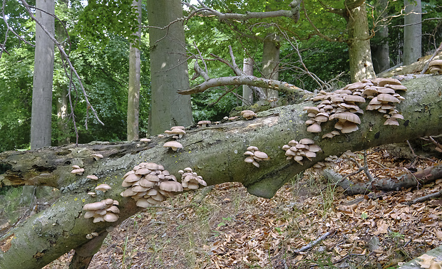 hliva buková - biotop Pleurotus pulmonarius (Fr.) Quél.