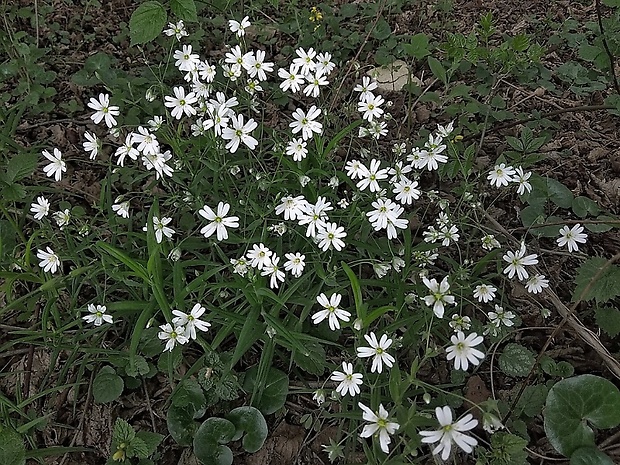 hviezdica veľkokvetá Stellaria holostea L.