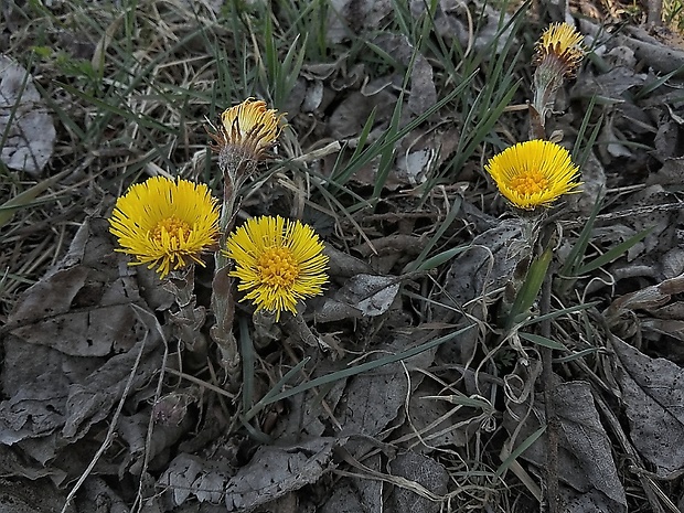 podbeľ liečivý Tussilago farfara L.