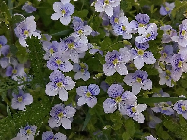 veronika Veronica sp.