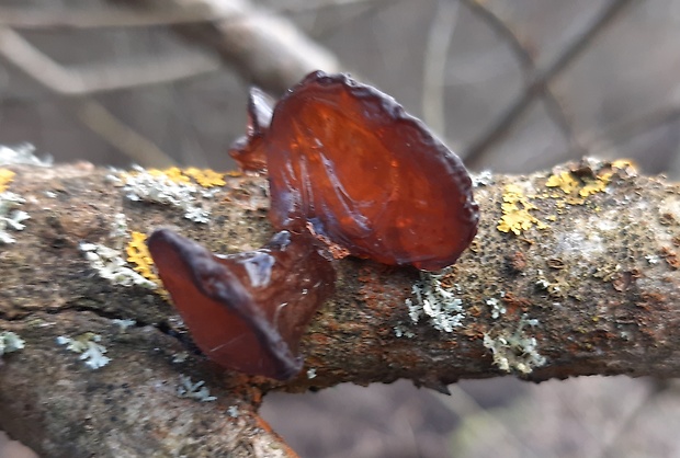 uchovec bazový Auricularia auricula-judae (Bull.) Quél.