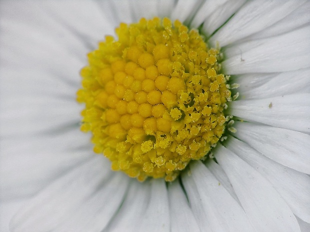 sedmokráska obyčajná Bellis perennis L.