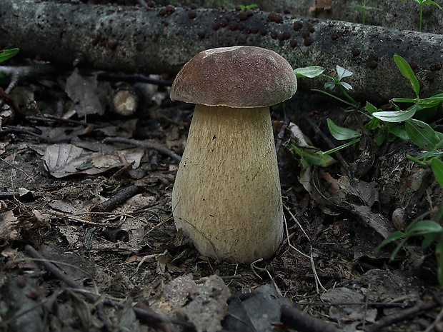 hríb dubový Boletus reticulatus Schaeff.