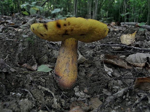 hríb Boletus sp.