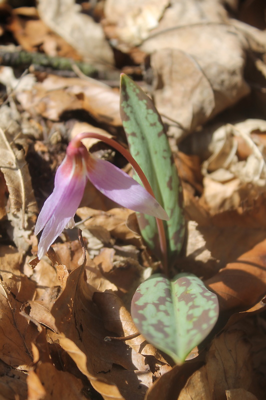 kandik psí Erythronium dens-canis L.