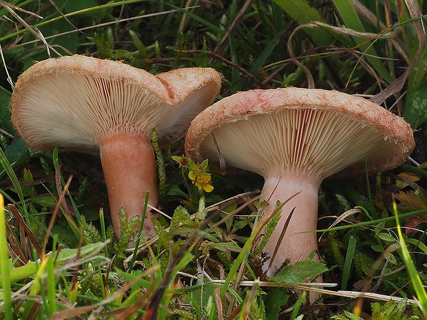 rýdzik kravský Lactarius torminosus (Schaeff.) Gray