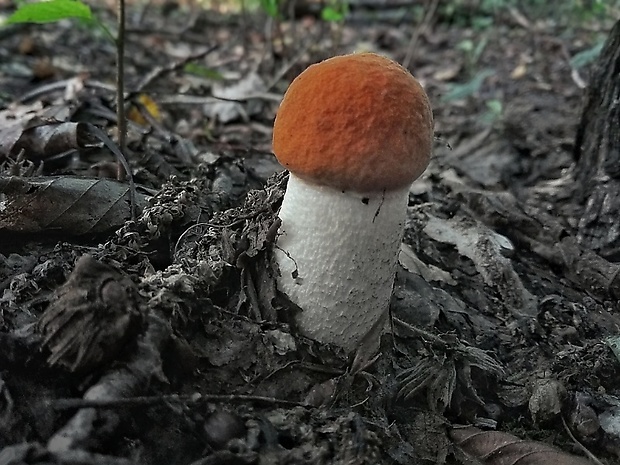 kozák osikový Leccinum albostipitatum den Bakker & Noordel.