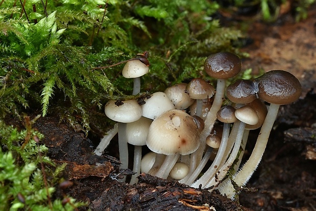 prilbička hnedosivá Mycena tintinnabulum (Paulet) Quél.