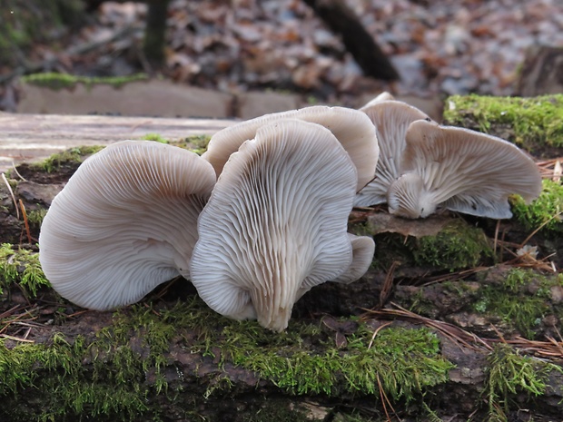 hliva ustricovitá Pleurotus ostreatus (Jacq.) P. Kumm.