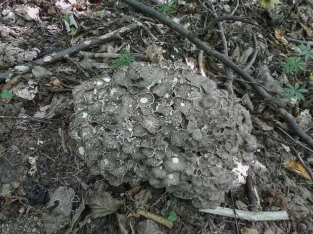 trúdnik klobúčkatý Polyporus umbellatus (Pers.) Fr.