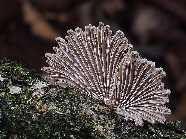 klanolupeňovka obyčajná Schizophyllum commune Fr.