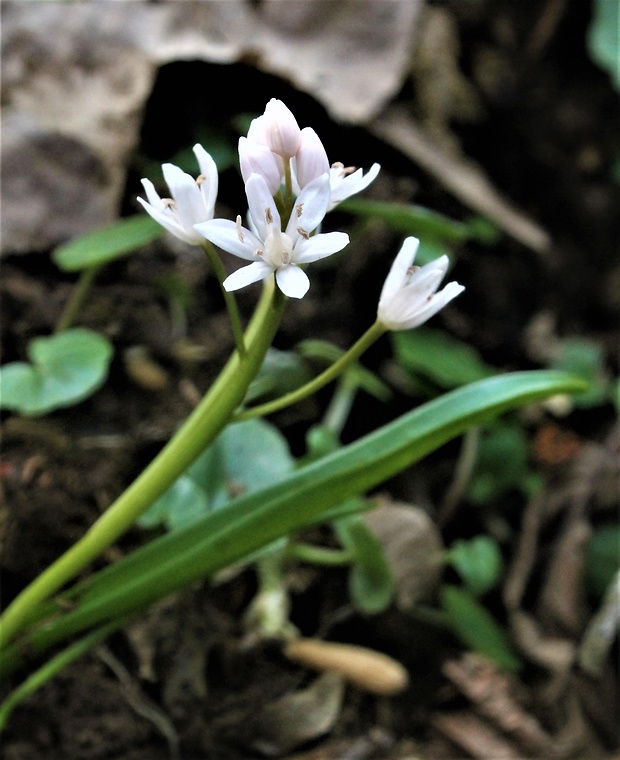 scila severná bukovská Scilla drunensis subsp. buekkensis (Speta) Kereszty