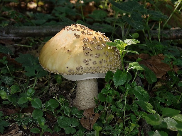 muchotrávka červenkastá Amanita rubescens Pers.