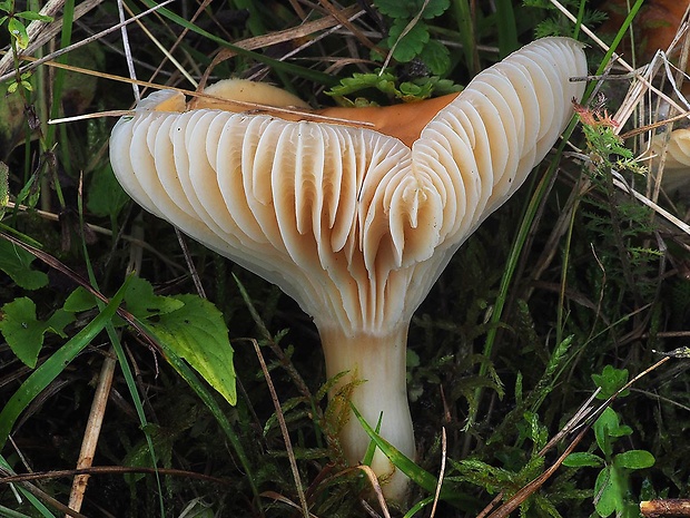 lúčnica statná Cuphophyllus pratensis (Fr.) Bon