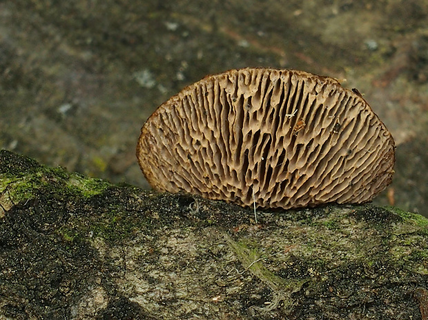 sieťkovček červenkastý Daedaleopsis confragosa (Bolton) J. Schröt.