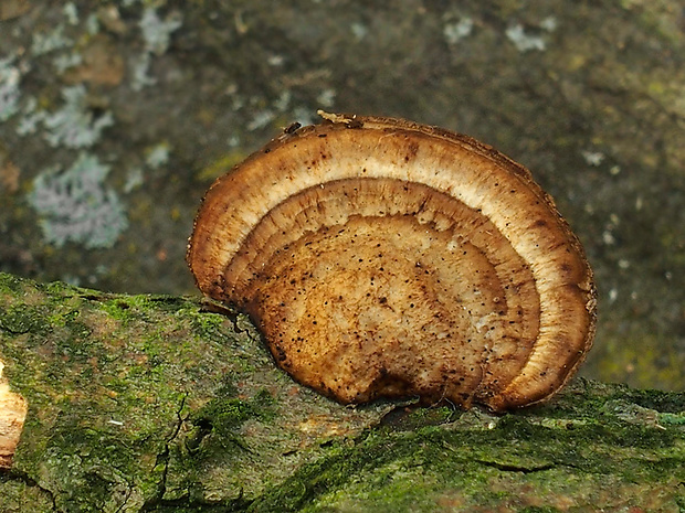 sieťkovček červenkastý Daedaleopsis confragosa (Bolton) J. Schröt.