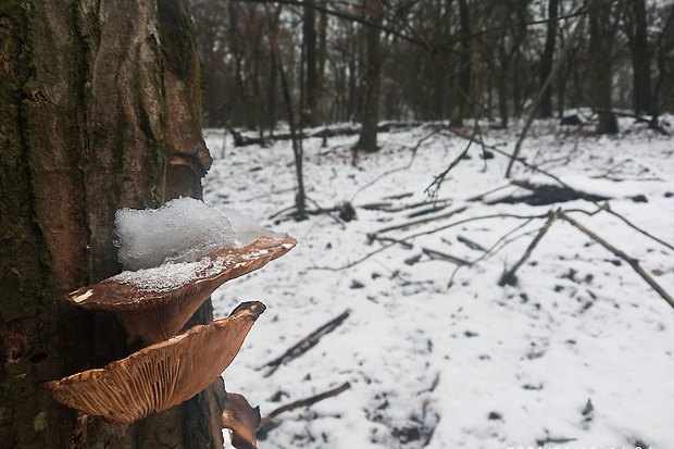 hliva ustricovitá Pleurotus ostreatus (Jacq.) P. Kumm.