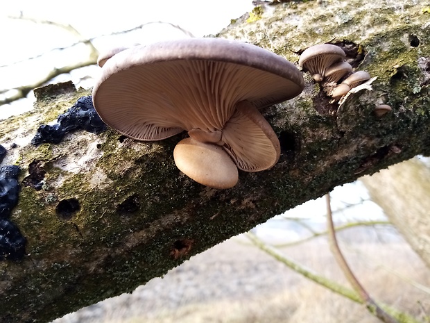 hliva ustricovitá Pleurotus ostreatus (Jacq.) P. Kumm.