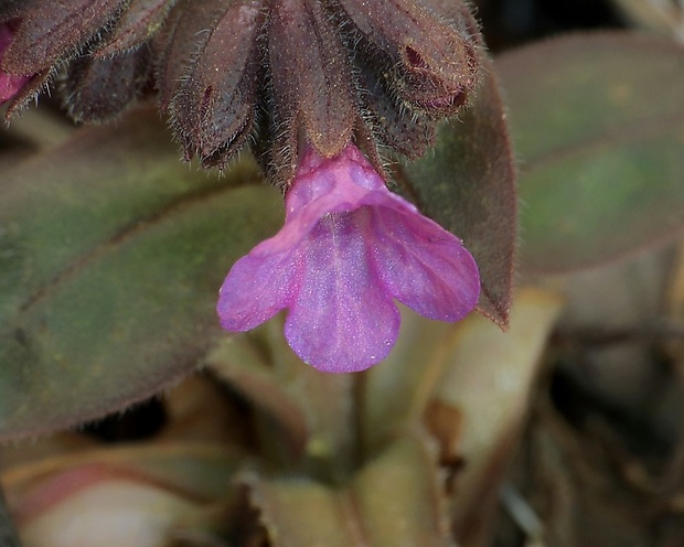 pľúcnik lekársky Pulmonaria officinalis L.