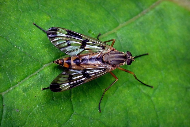 strehúň srpicový (sk) / číhalka obecná (cz) Rhagio scolopaceus (Linnaeus, 1758)