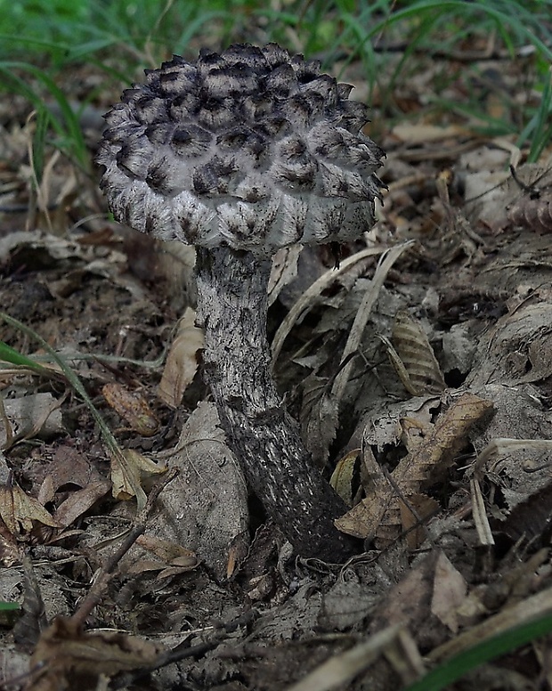 šiškovec šupinatý Strobilomyces strobilaceus (Scop.) Berk.