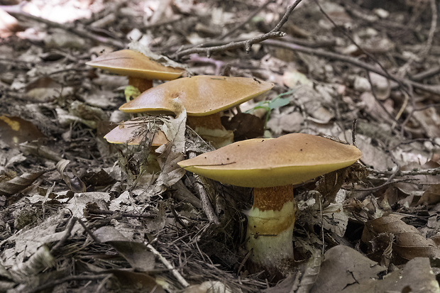 masliak smrekovcový Suillus grevillei (Klotzsch) Singer