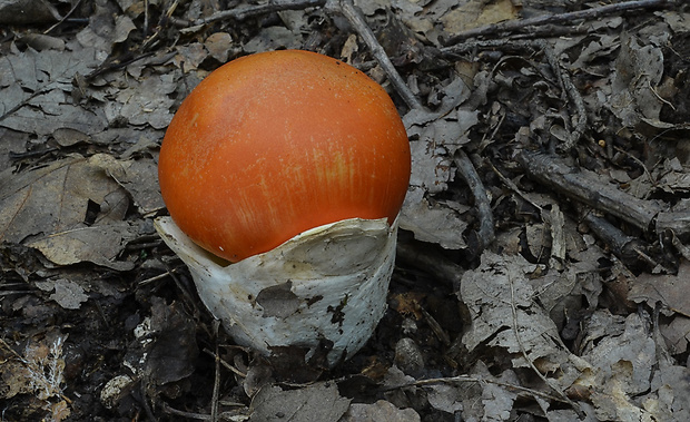 muchotrávka cisárska Amanita caesarea (Scop.) Pers.